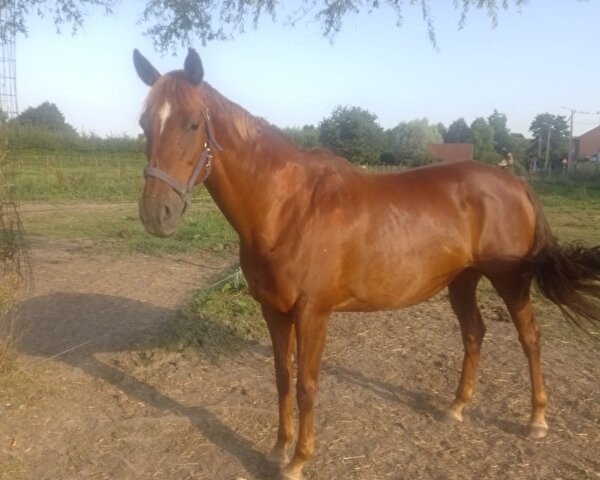 broodmare Gylana (KWPN (Royal Dutch Sporthorse), 2011, from Don Primero)