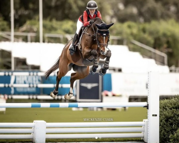 jumper Kung Fu (KWPN (Royal Dutch Sporthorse), 2015, from Arezzo VDL)