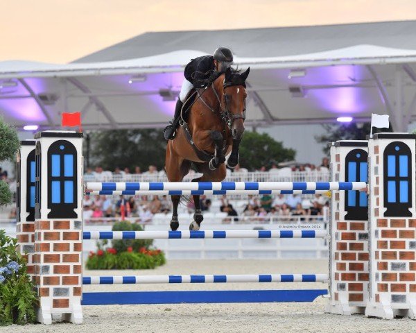 Springpferd J'Adore van het Klinkhof (Belgisches Warmblut, 2009, von Thunder van de Zuuthoeve)