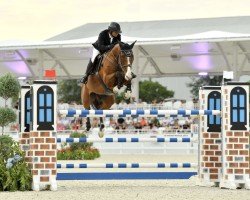 jumper Joint de Canabis van de Doornhoeve (KWPN (Royal Dutch Sporthorse), 2014, from Canabis Z)