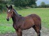 foal by Keano (Holsteiner, 2024, from Keaton HV)