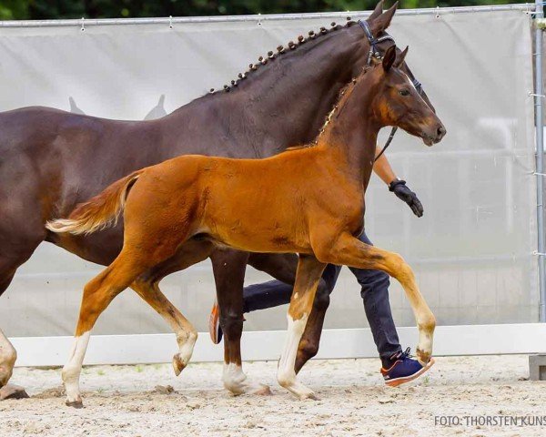 foal by Bon Caramel (Hanoverian, 2024, from Bon Courage 4)