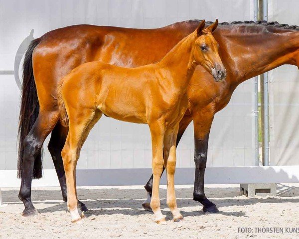 foal by Va Bella (Hanoverian, 2024, from DSP VA Bene)