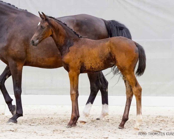 foal by Shining Girl (Hanoverian, 2024, from Sebastino PS)