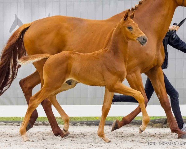 Fohlen von Iowa's Lausbub (Hannoveraner, 2024, von Iowa Gold)