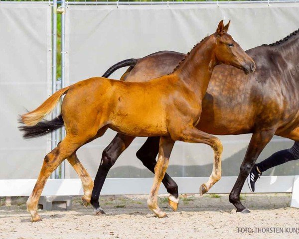 foal by Balloona (Hanoverian, 2024, from Bonfilio)