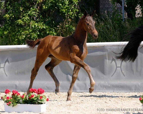 foal by Veilchen (Hanoverian, 2024, from Vitalis)