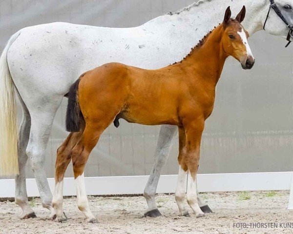 foal by Acanto (Hanoverian, 2024, from Aganix du Seigneur)