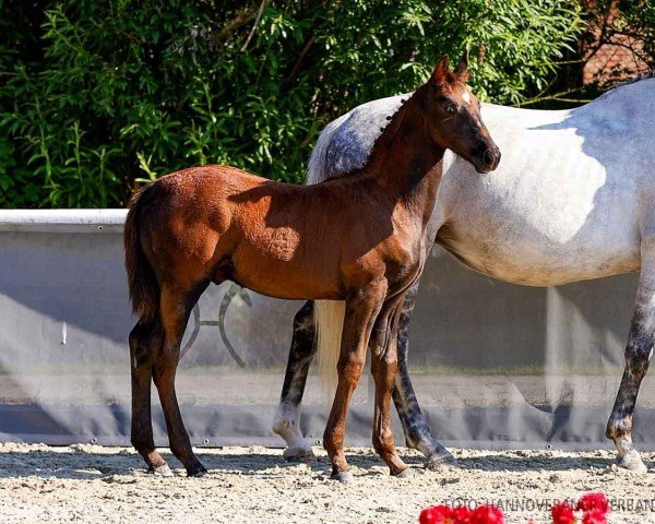 foal by Argentino K (Hanoverian, 2024, from Argentinus)