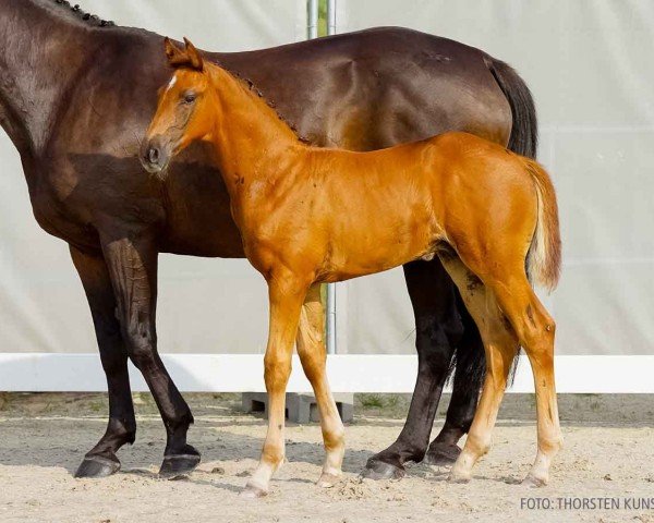 foal by Chap (Hanoverian, 2024, from Colorit)