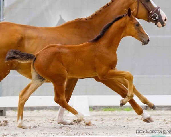 foal by Jackman (Hanoverian, 2024, from Jasper)