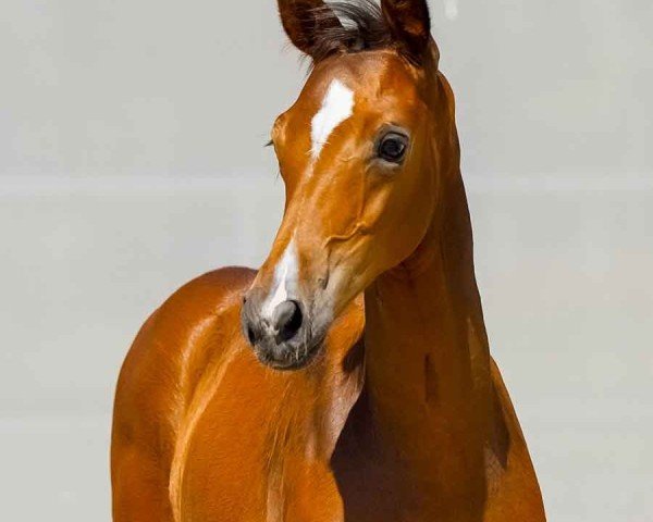 foal by Philco H (Hanoverian, 2024, from Perigueux)