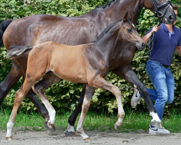 foal by Belfast (Hanoverian, 2024, from Bloomingdale)