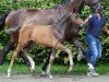 foal by Hengst von Bloomingdale / De Niro (Hanoverian, 2024, from Bloomingdale)