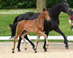 foal by Happy Day (German Sport Horse, 2024, from Halleluja)