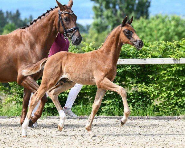 foal Märchenprinz (German Sport Horse, 2024, from Most wanted Nero von Bellin)