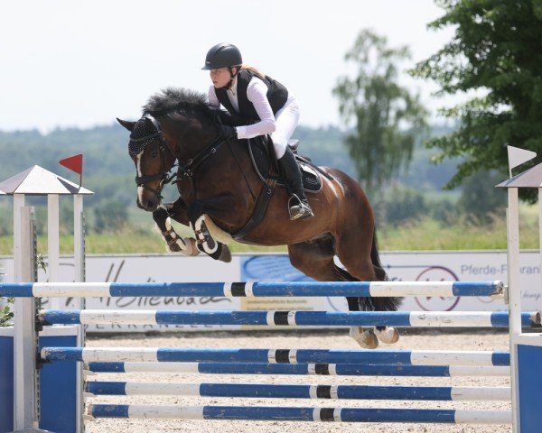 jumper Mr. Magic Jimmy B (Irish Sport Horse, 2015, from Killaloe Buachaill Mór)