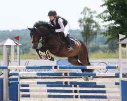 Springpferd Mr. Magic Jimmy B (Irish Sport Horse, 2015, von Killaloe Buachaill Mór)