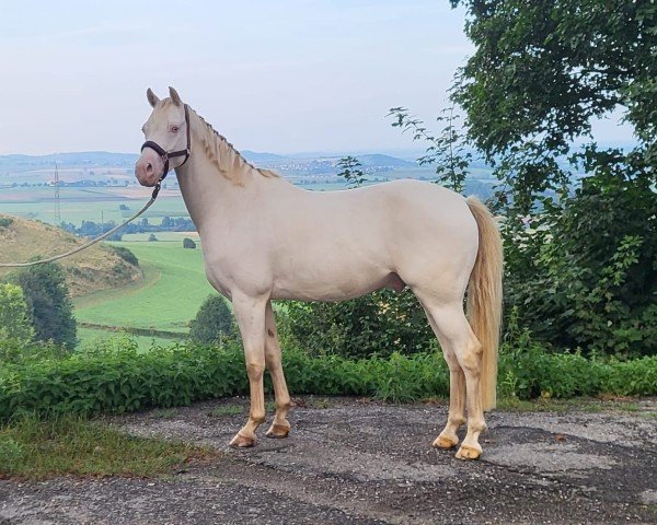 Dressurpferd C’est la Vie van de Zandstraat (Nederlands Rijpaarden en Pony, 2018, von Caramel FH WE)