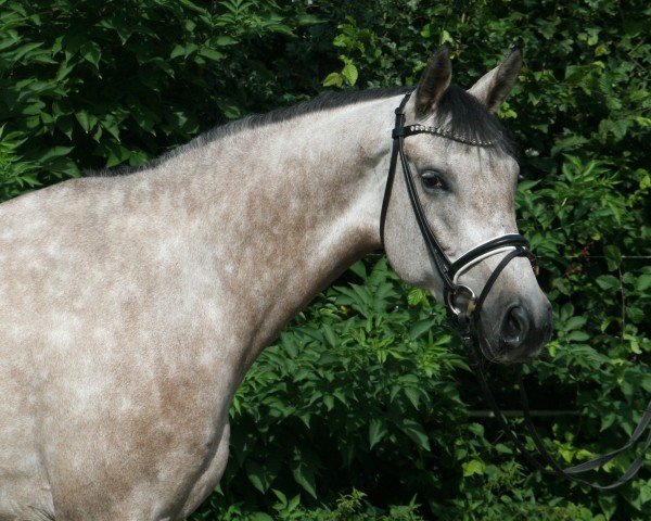 horse Cantaloop PJ (Hanoverian, 2020, from Colman)