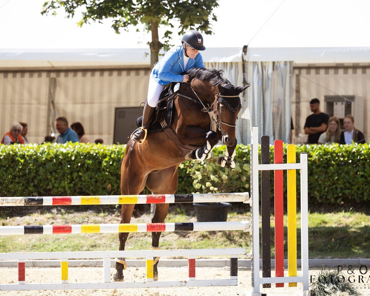 jumper Hold My Baileys (Oldenburg, 2015, from Hotrex)
