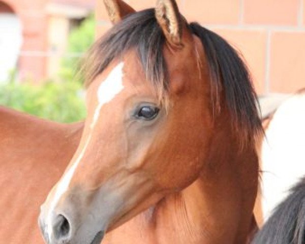 stallion Hayat Kitai (Quarab, 2015, from Emiratus B EAO)