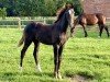 foal by For Delight S (Westphalian, 2024, from Fortunio)