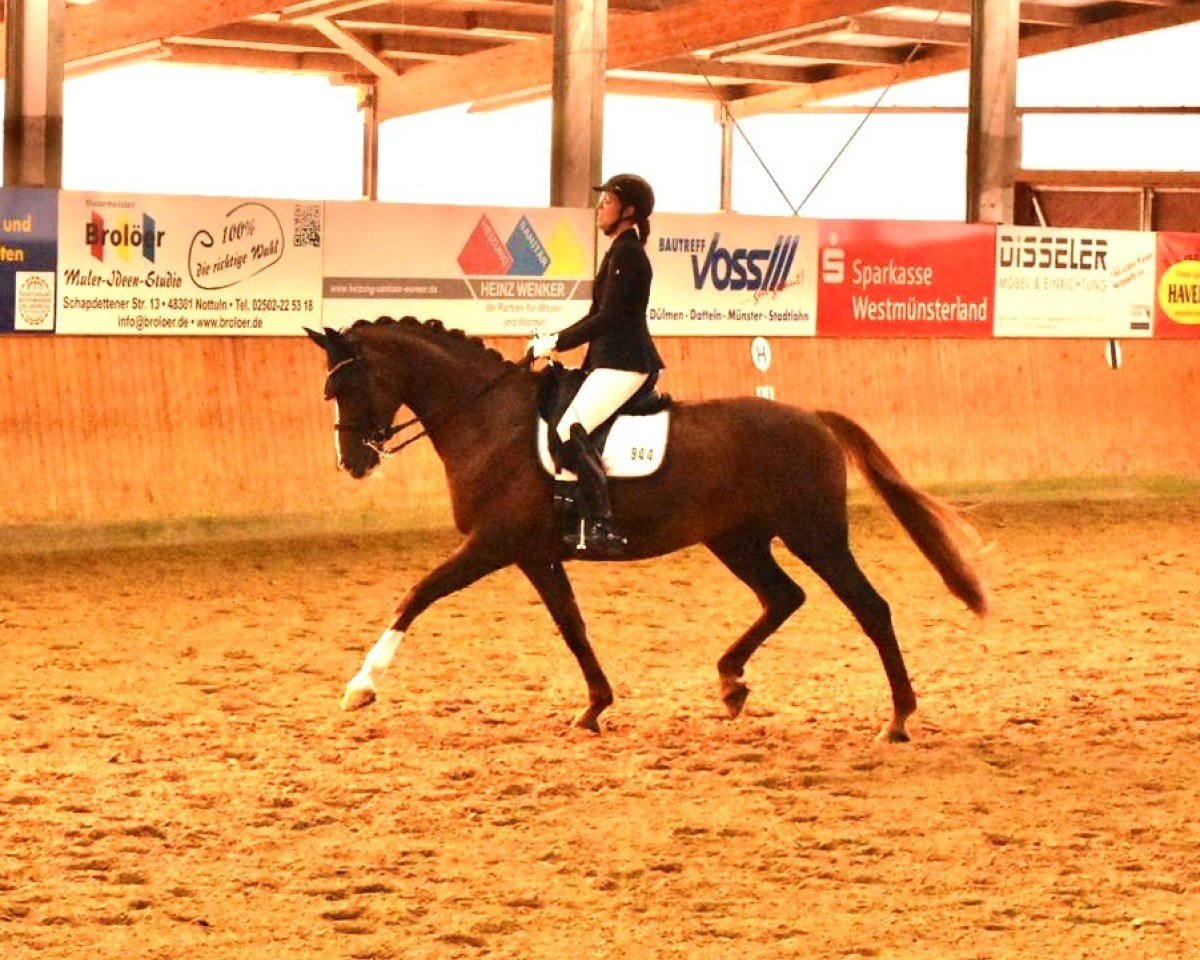 broodmare Fornarina S (Westphalian, 2009, from Fineliner 2)