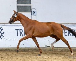 broodmare Fahnentreue (Trakehner, 2017, from Pagur ox)