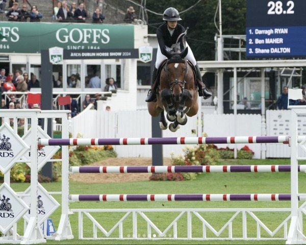 jumper Destine To BE (anglo european sporthorse, 2016, from Diamant de Semilly)