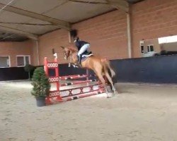 jumper D'Cento VSK (Oldenburg show jumper, 2019, from Denver)