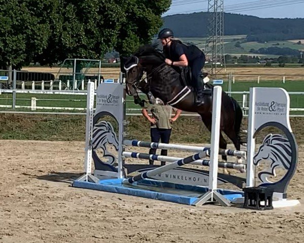 jumper Aber Hallo 47 (German Riding Pony, 2019, from Air King)