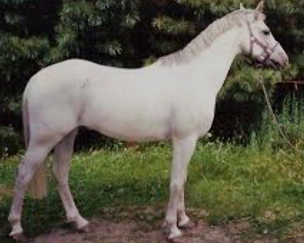 horse Tassan (German Riding Pony, 1981, from Tassili ox)