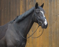 dressage horse Hot Patootie (Westphalian, 2015, from Hotline)