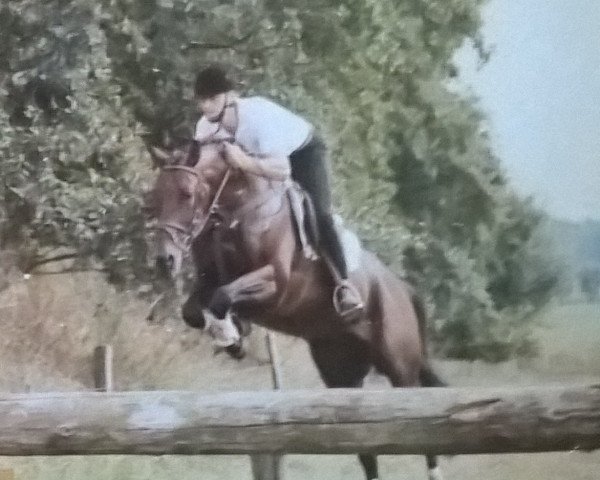 stallion Modell xx (Thoroughbred, 1991, from Rienzi xx)