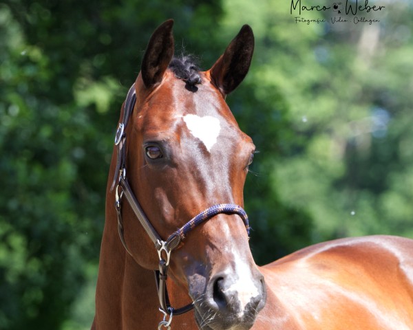 dressage horse Rock My Heart Ea (Hanoverian, 2012, from Royal Classic I)