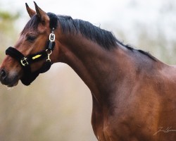 dressage horse Fiorino Hit Ea (Oldenburg, 2017, from Fürst Romancier)