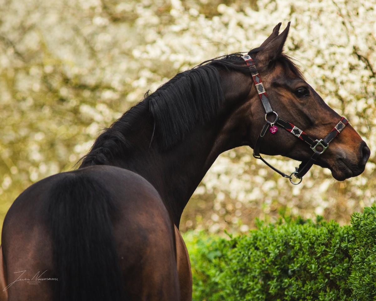 Springpferd Lillybelle EA (Oldenburger Springpferd, 2014, von Diarado)