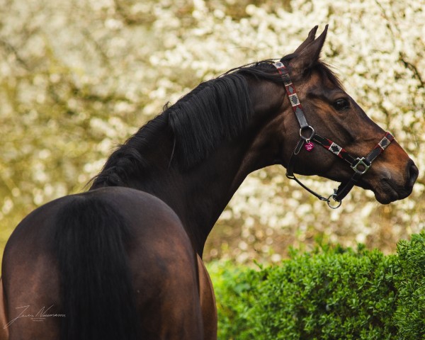 jumper Lillybelle EA (Oldenburg show jumper, 2014, from Diarado)