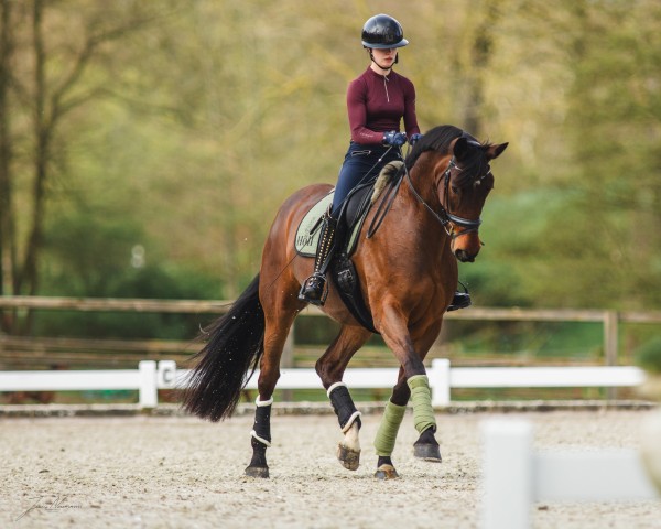 broodmare Waleria d'Amour EA (Oldenburg, 2013, from San Amour I)