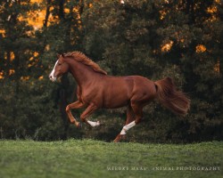 dressage horse Camiano EA (Oldenburg, 2012, from Califax)