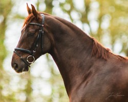 dressage horse Light The Night Ea (Oldenburg, 2018, from Le Vivaldi)