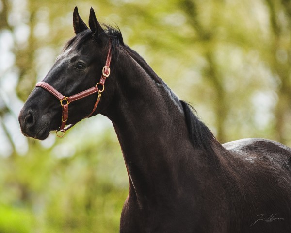 dressage horse MarcAnthony EA (Oldenburg, 2019, from Maracana)