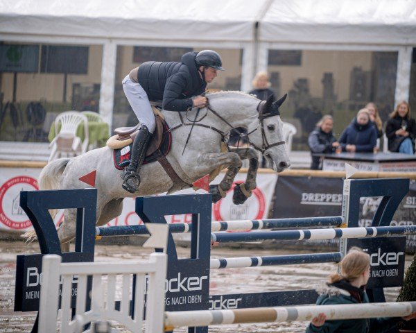 Springpferd Enzo de Coquerie (Selle Français, 2014, von Malito de Reve)