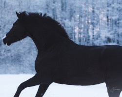 dressage horse Waldglamour Pur EA (Oldenburg, 2018, from Asgard's Ibiza)