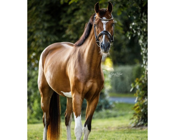 Springpferd Caeles Caballus (Hannoveraner, 2021, von Cashmere)