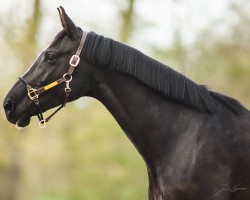 dressage horse La Vida Zack Zack EA (Oldenburg, 2019, from Blue Hors Zackerey)