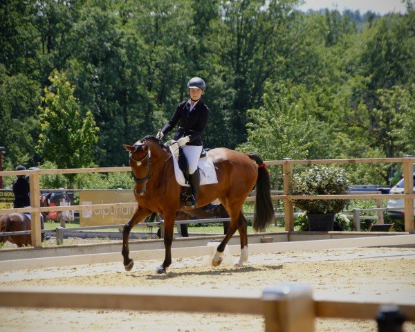 dressage horse First Choice 46 (Hanoverian, 2016, from Nymphenburg's First Ampere)