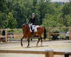 dressage horse First Choice 46 (Hannoveraner, 2016, from Nymphenburg's First Ampere)