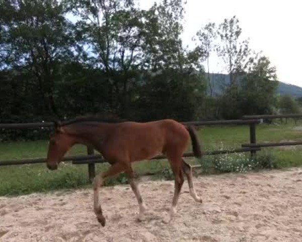 Video von Firecracker